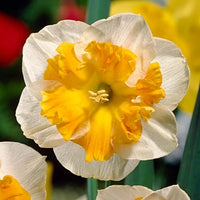 Butterfly Daffodil- Pick Up