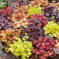 Heuchera Mixture