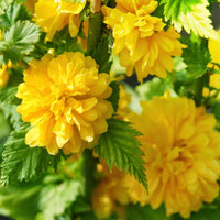 Heirloom Non-GMO Kerria Flower Seeds for Bright Spring Garden Planting