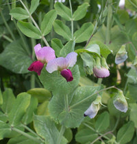 Dwarf Grey Sugar – Pea Seed