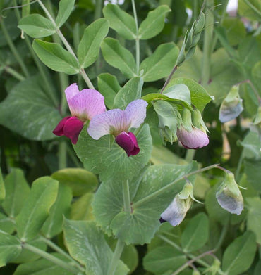 Dwarf Grey Sugar – Pea Seed