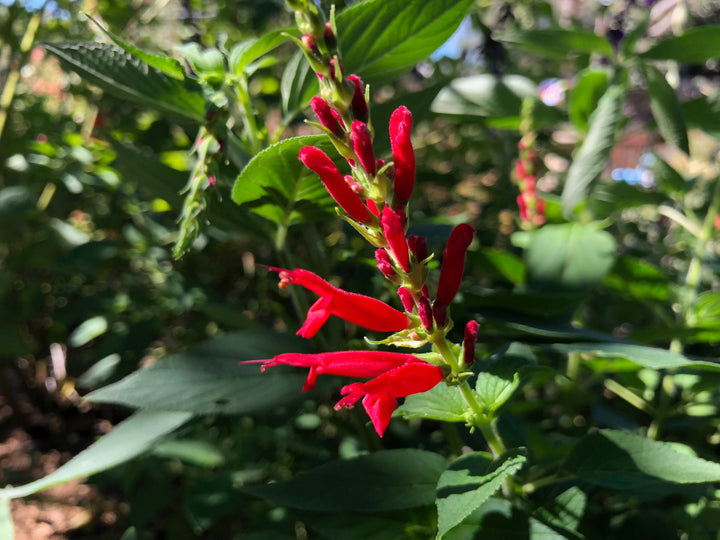 Pineapple Sage Flower Seeds for Planting - Heirloom and Non-GMO Seeds for Home Garden