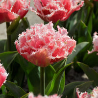 Queensland Tulip Seeds