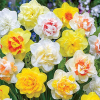 Rosy Sunrise Daffodil Duet Seeds