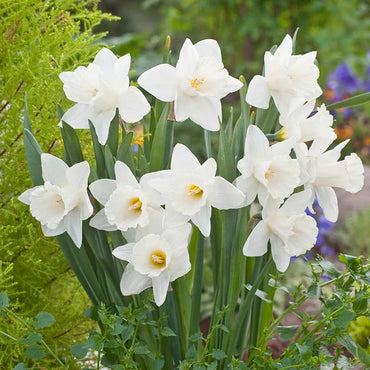 Mount Hood Daffodil Seeds