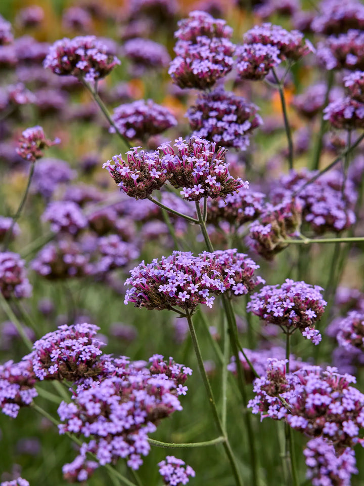 Heirloom Non-GMO Purple Verbena Flower Seeds for Delicate Blooms and Pollinator Garden Planting