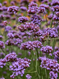 Heirloom Non-GMO Purple Verbena Flower Seeds for Delicate Blooms and Pollinator Garden Planting