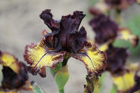 Sorbonne Bearded Iris