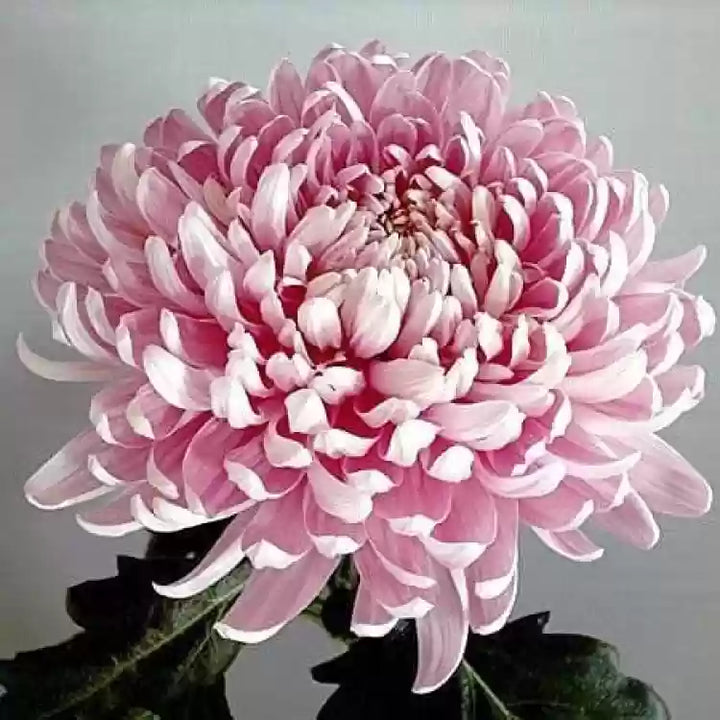 Heirloom Non-GMO Pink Chrysanthemum Flower Seeds for Stunning Fall Garden Planting