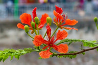 Heirloom Non-GMO Phoenix Flower Seeds for Garden Planting – Fiery Exotic Blooms Variety