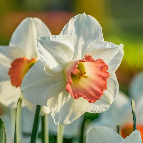 Pink Daffodil Collection Seeds