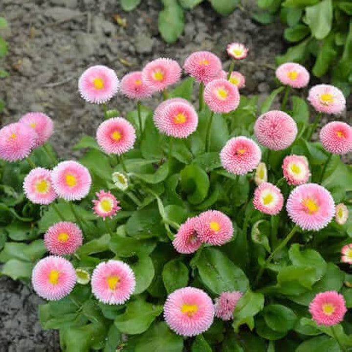 Heirloom Non-GMO Pink White Bellis Perennis Flower Seeds for Garden Borders Planting