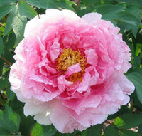 Hanakisoi Tree Peony
