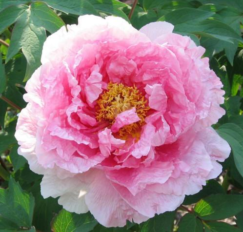 Hanakisoi Tree Peony