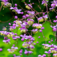 Chinese Meadow Rue