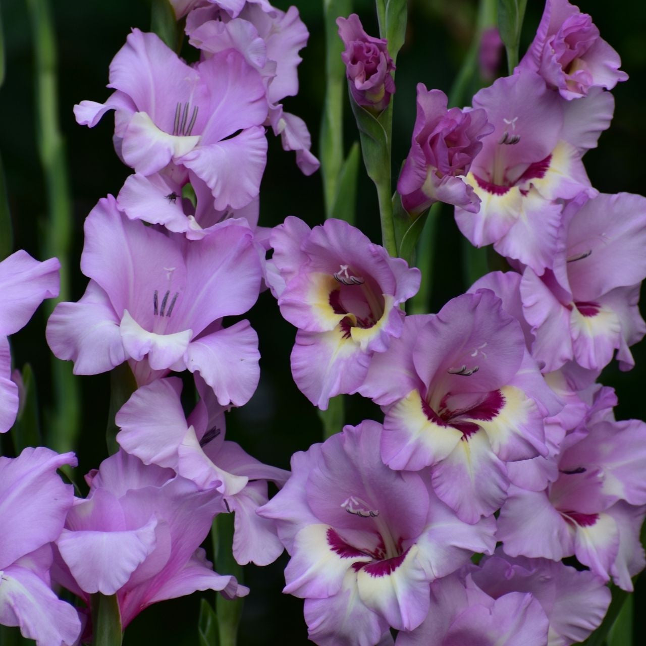 Gladiolus- Zamora