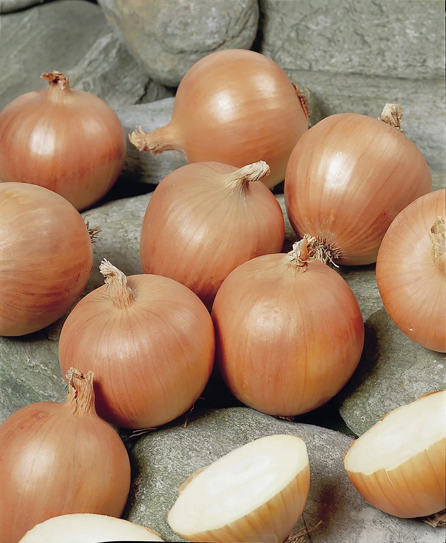 Cortland – Organic Onion Seed
