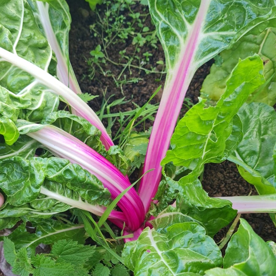 Peppermint Swiss Chard
