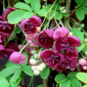 Akebia Flower Seeds for Planting, Heirloom, Non-GMO, 100