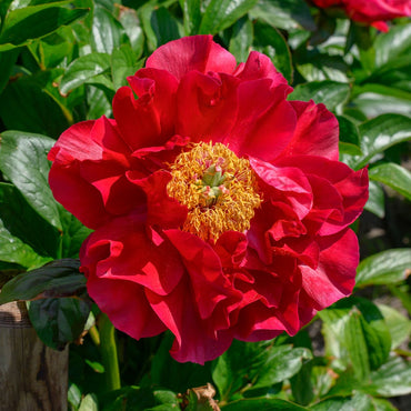 Mackinac Grand Peony