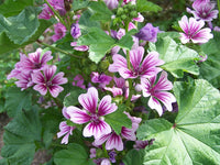 Heirloom Non-GMO Purple White Zebra Mallow Flower Seeds for Garden Planting – Striped Cottage Blooms