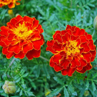 Marigold, French- Red Cherry