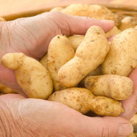 Russian Banana – Potatoes Seed