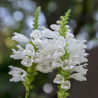 Heirloom Non-GMO White Physostegia Flower Seeds for Elegant Garden Borders and Seasonal Planting