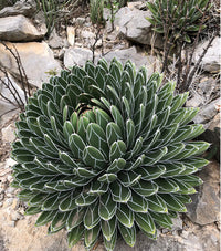 Heirloom Agave Victoriae Plant Seeds, Non-GMO Compact Succulent for Drought-Tolerant Garden Planting