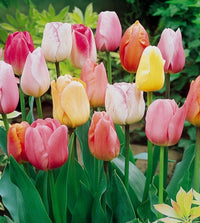 Cream-of-the-Crop Tulip Mixture Super Sak Seeds