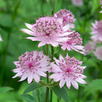 Sparkling Stars Pink Astrantia