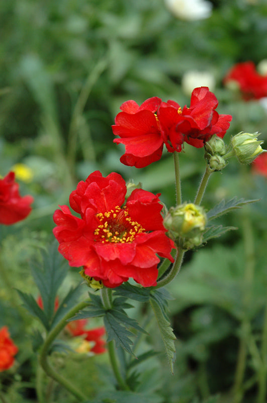 Geum- Mrs Bradshaw