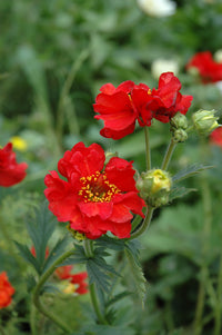 Geum- Mrs Bradshaw