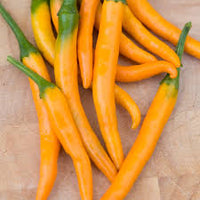 Kilian – Thai Pepper Seed