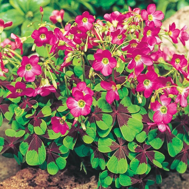 Oxalis Iron Cross Plant Seeds – Heirloom, Non-GMO Seeds for Planting Unique Garden Foliage