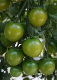 Sungreen 4029 – Tomato Seed