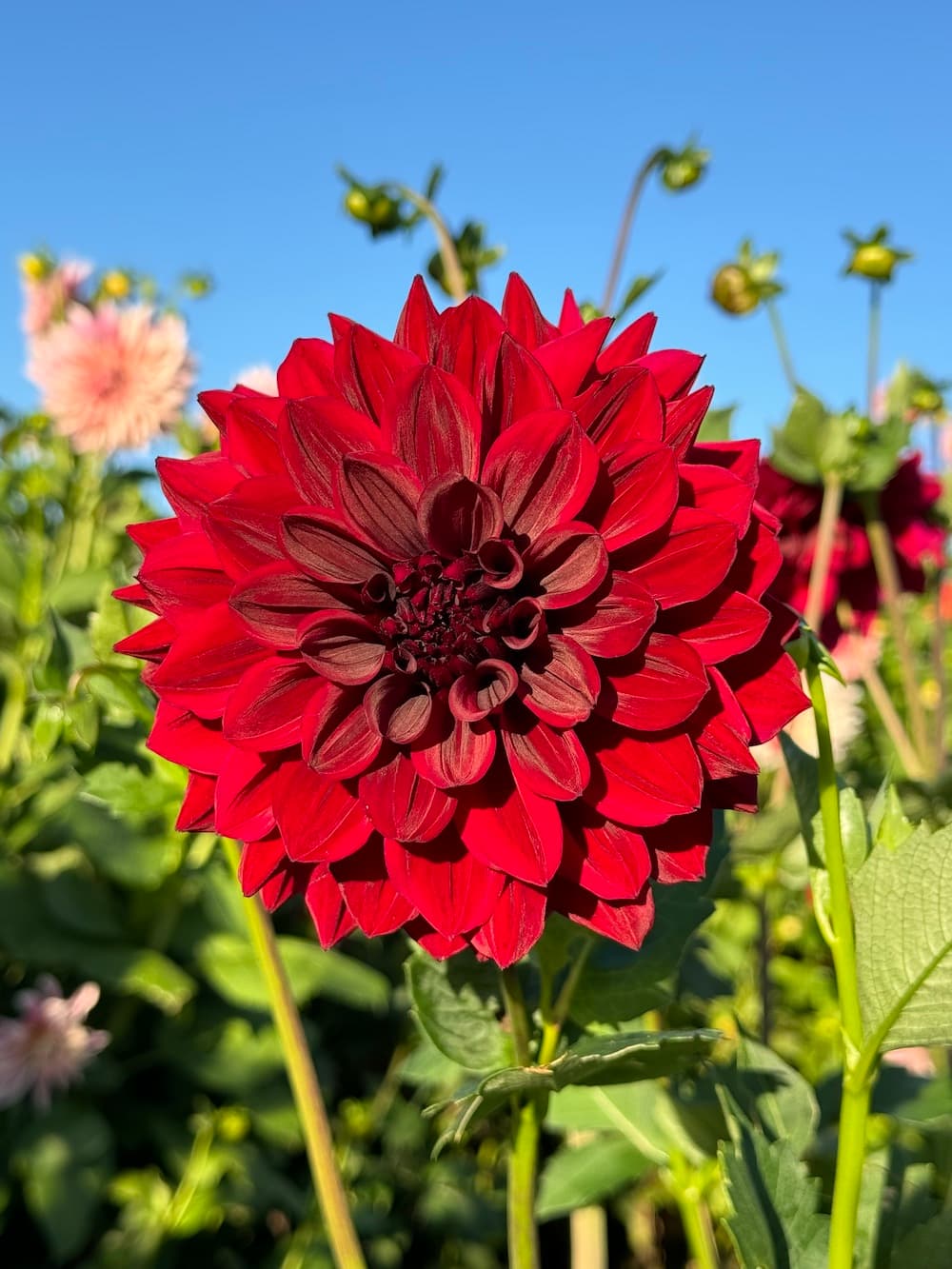 Dahlia- Ned Kelly (Tuber)