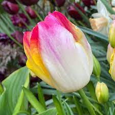 Supri Erotic Tulip Seeds