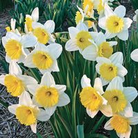 Daffodil- Ice Follies