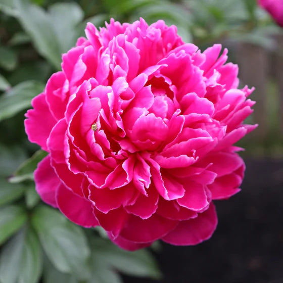 Dr. Alexander Fleming Peony