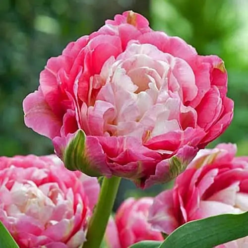 Double Sugar Tulip Seeds