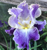 Moonlit Water Bearded Iris