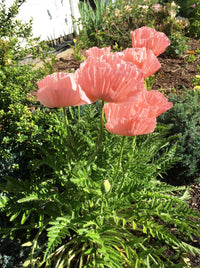 Helen Elizabeth Oriental Poppy