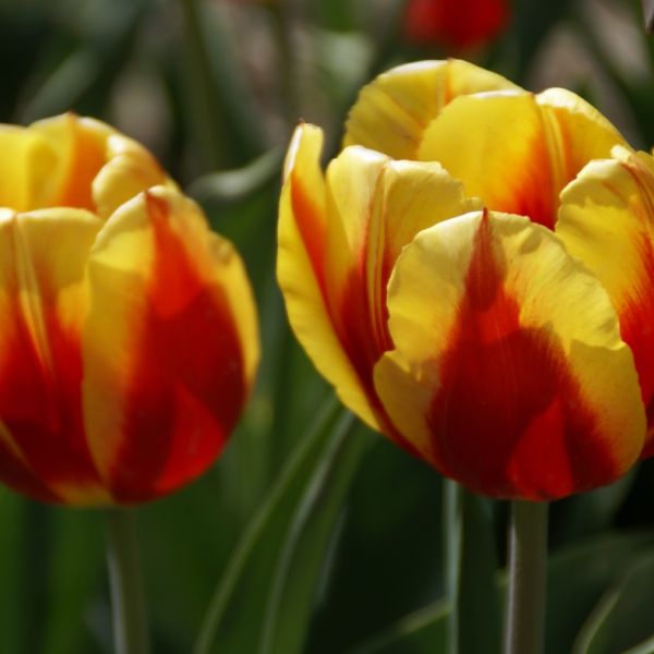Keizerskroon Tulip (Emperor's Crown) Seeds