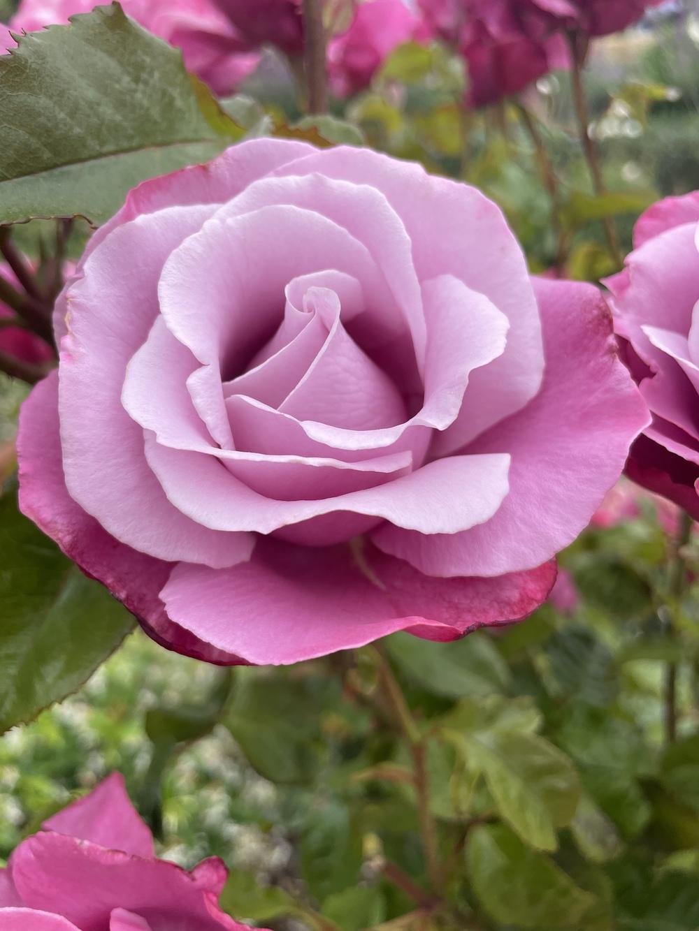 Barbra Streisand Hybrid Tea Rose