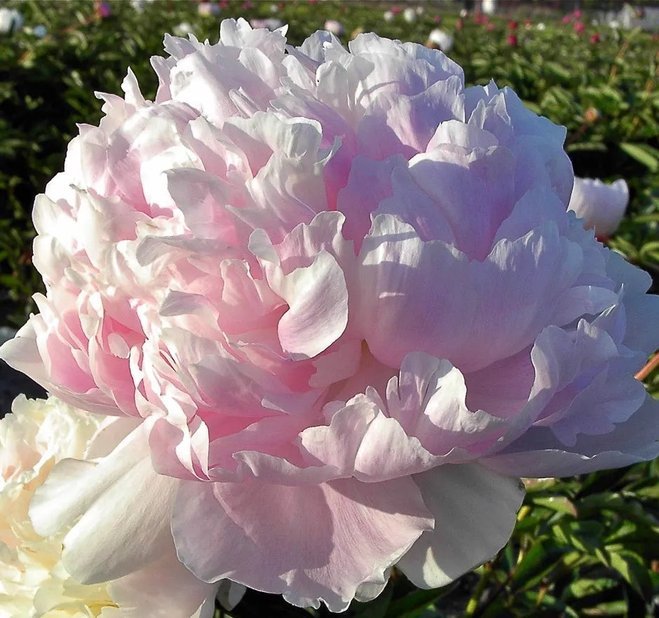 Mme. Calot Peony