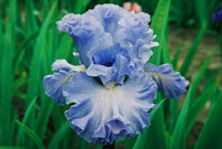 Double Bubble Bearded Iris