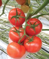 Geronimo/Shin Cheong Gang Grafted – Organic Tomato Seed