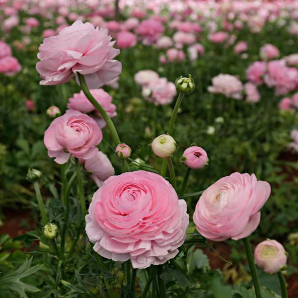 Ranunculus- Elegance Rosa Chiaro 76-15