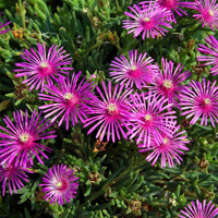 Organic Purple Delosperma Cooperi Groundcover Flower Seeds for Planting – Heirloom, Non-GMO